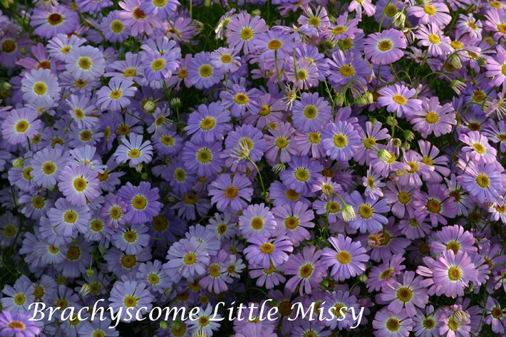 Brachyscome i. Little Missy 045G